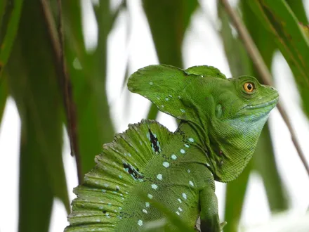 Day 04: Tortuguero National Park