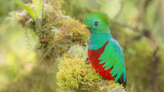 Costarican Jewels Coast to Coast