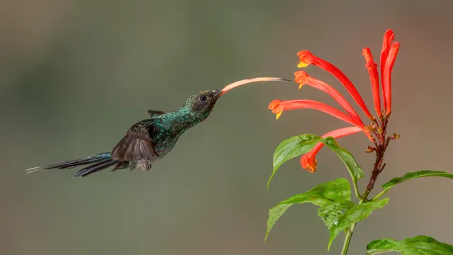 Monteverde
