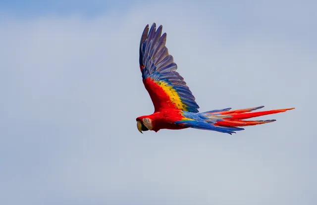 Caribbean’s Treasure & Arenal Volcano Wonders