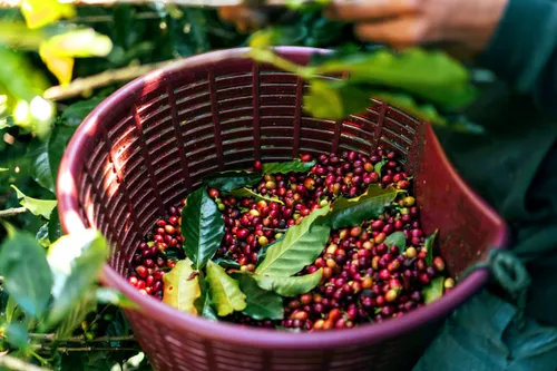 Coffee Culture Experience